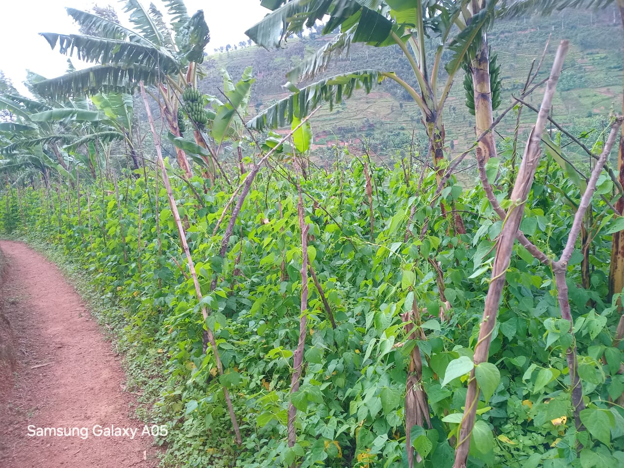 Bean harvesting by TRIP beneficiary